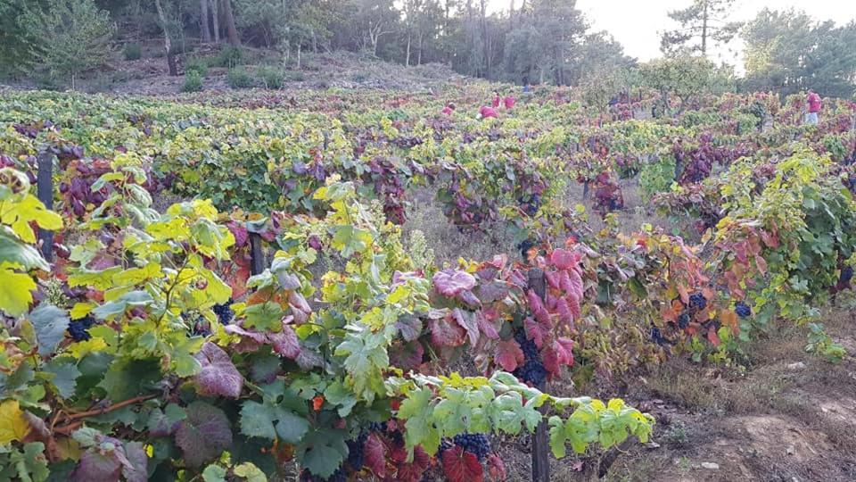ホテル Casa Do Poco - Douro ペーゾ・ダ・レーグア エクステリア 写真